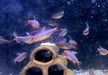 Brombeersalmler - Hyphessobrycon wadai