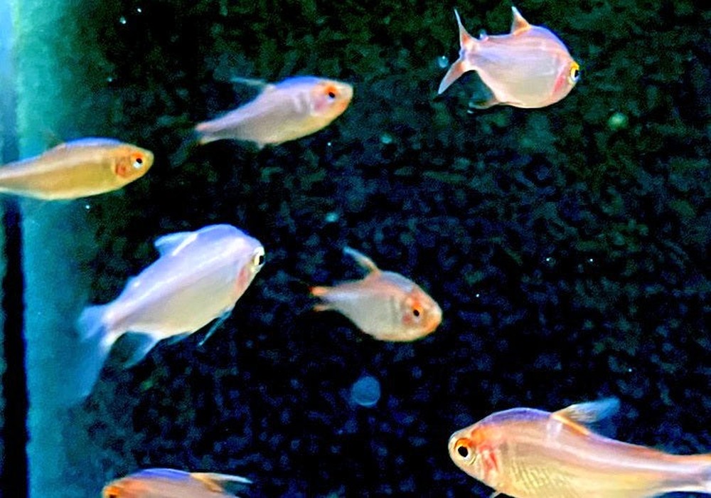 Brombeersalmler - Hyphessobrycon wadai aqua-teck