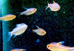 Brombeersalmler - Hyphessobrycon wadai aqua-teck