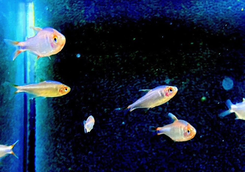Brombeersalmler - Hyphessobrycon wadai aqua-teck