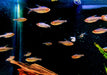 Brombeersalmler - Hyphessobrycon wadai aqua-teck