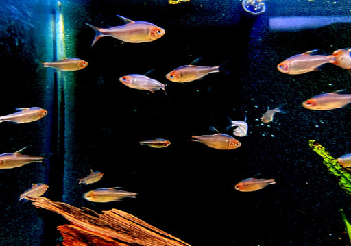 Brombeersalmler - Hyphessobrycon wadai aqua-teck