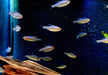 Brombeersalmler - Hyphessobrycon wadai aqua-teck