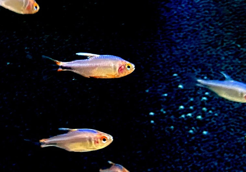 Brombeersalmler - Hyphessobrycon wadai aqua-teck
