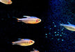 Brombeersalmler - Hyphessobrycon wadai aqua-teck