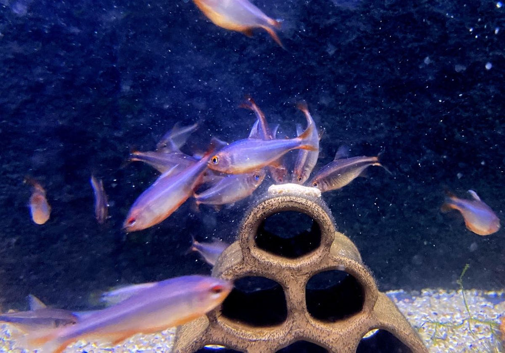 Brombeersalmler - Hyphessobrycon wadai