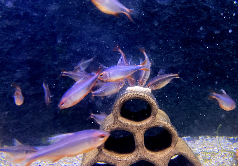 Brombeersalmler - Hyphessobrycon wadai