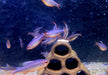 Brombeersalmler - Hyphessobrycon wadai