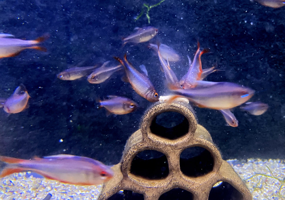 Brombeersalmler - Hyphessobrycon wadai