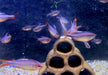 Brombeersalmler - Hyphessobrycon wadai