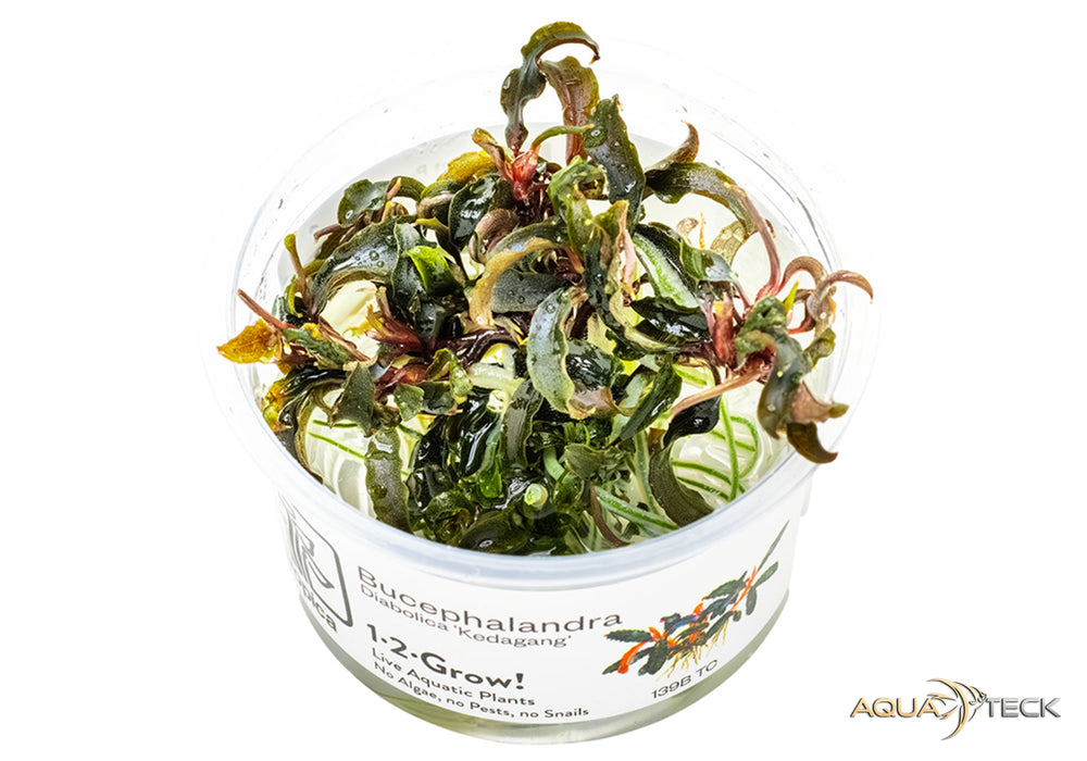 Bucephalandra 'Kedagang' (InVitro)