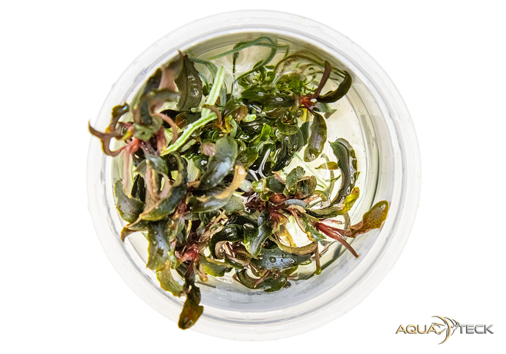 Bucephalandra 'Kedagang' (InVitro)