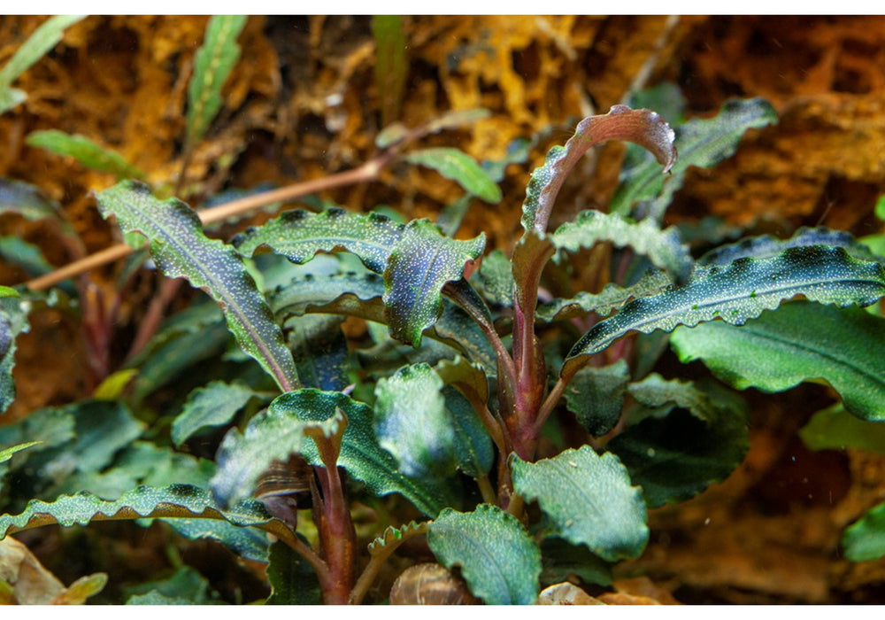 Bucephalandra 'Kedagang'