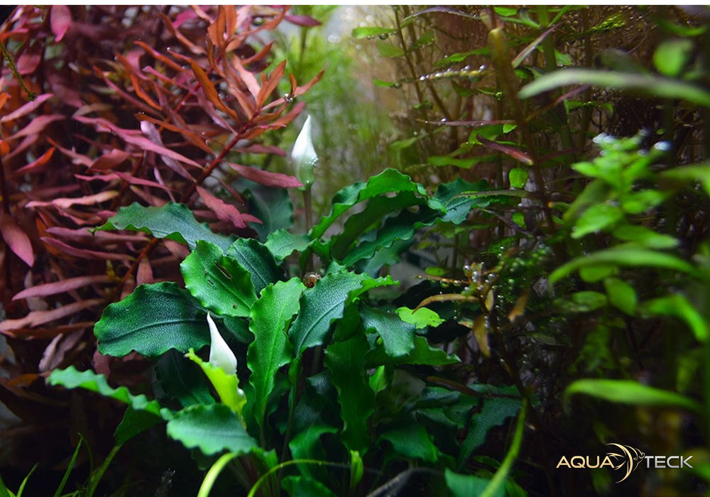 Bucephalandra pygmaea 'Bukit Kelam' auf Lavastein