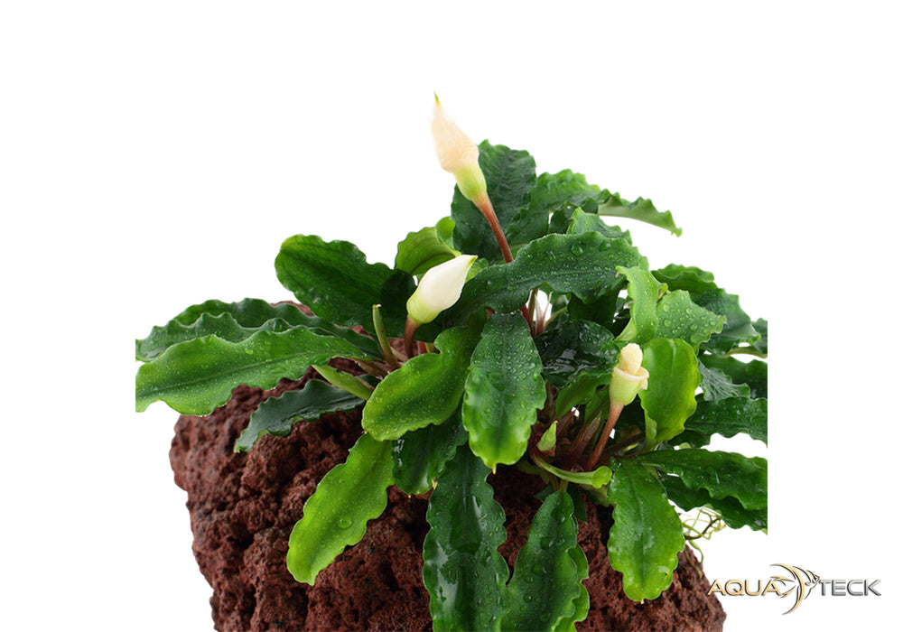 Bucephalandra pygmaea 'Bukit Kelam' auf Lavastein