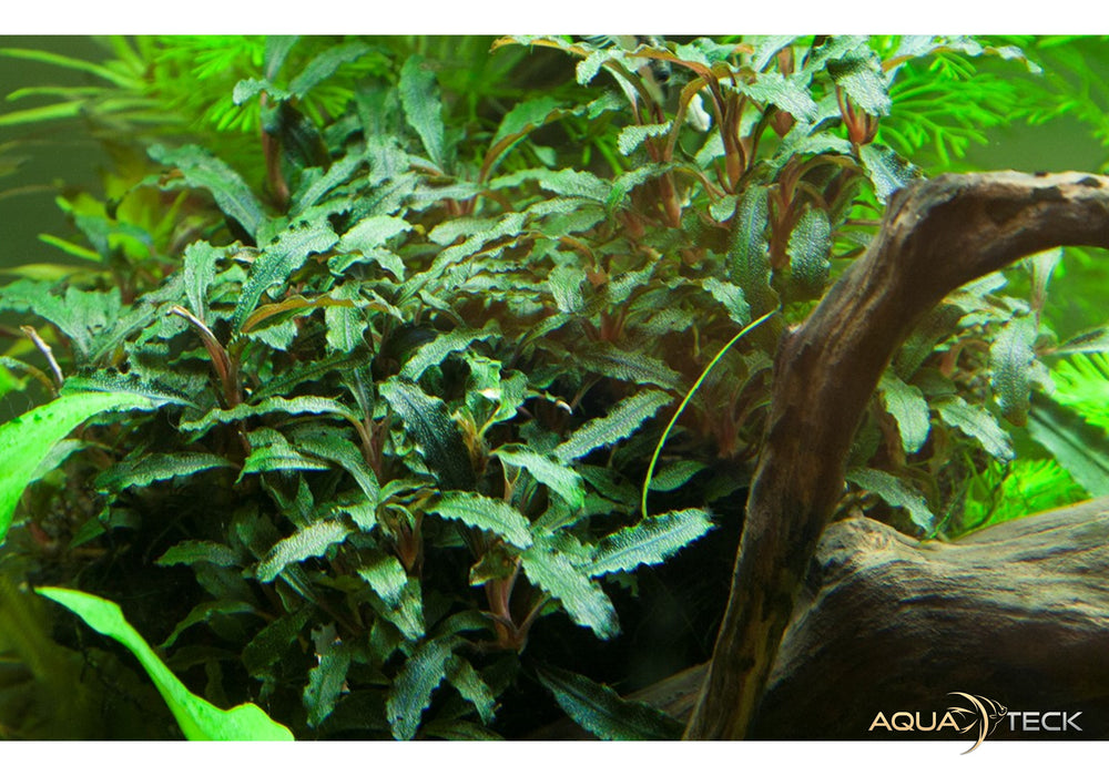 Bucephalandra sp. 'Red'