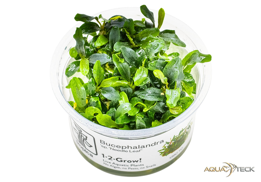 Bucephalandra sp. 'needle leaf' (InVitro)