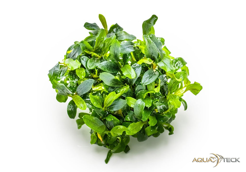 Bucephalandra sp. 'needle leaf' (InVitro)