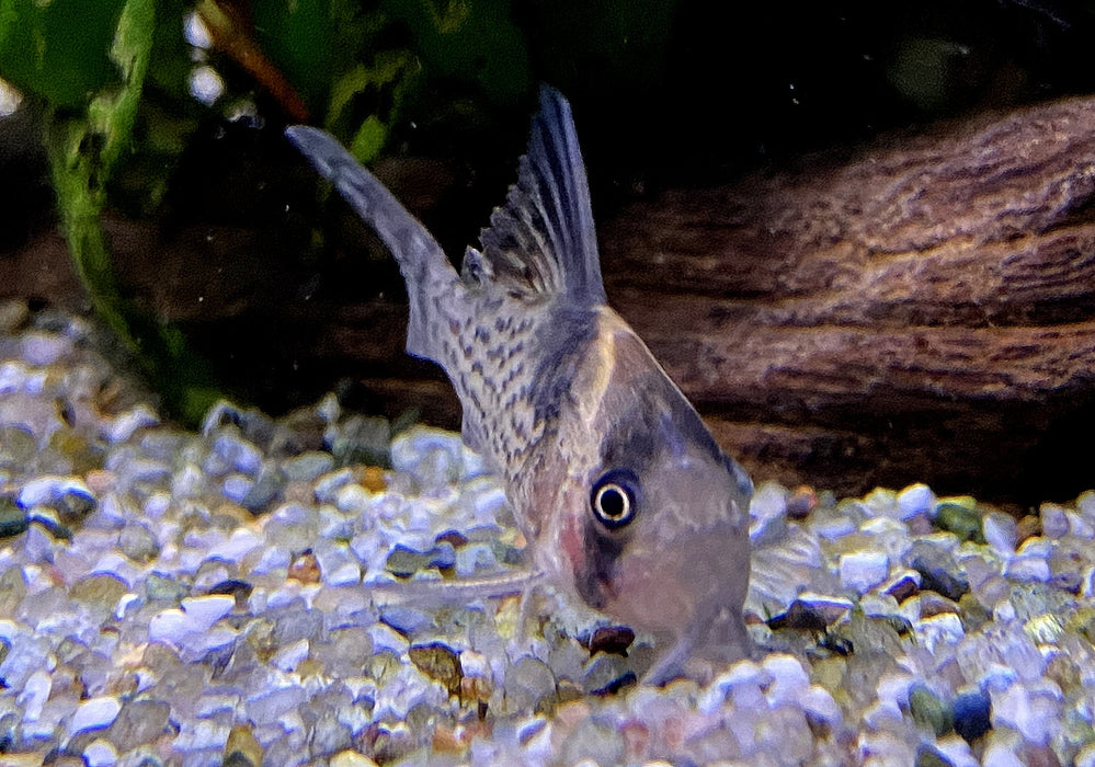 RARITÄT - CW27 High Fin - Schwarzsegel-Panzerwels - Corydoras brevirostris