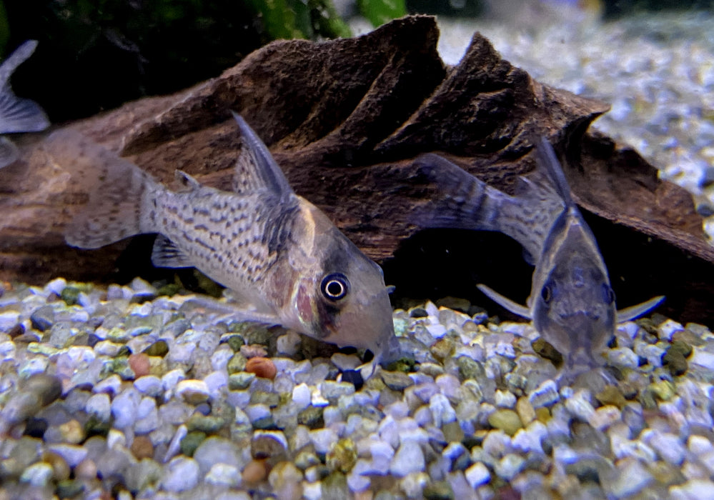 RARITÄT - CW27 High Fin - Schwarzsegel-Panzerwels - Corydoras brevirostris
