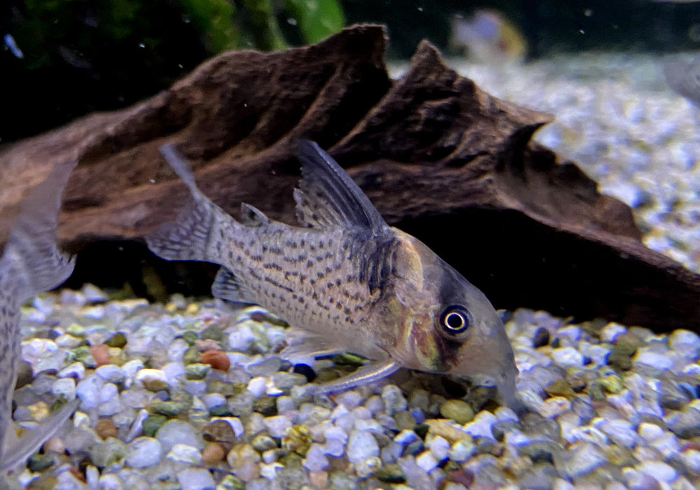 RARITÄT - CW27 High Fin - Schwarzsegel-Panzerwels - Corydoras brevirostris