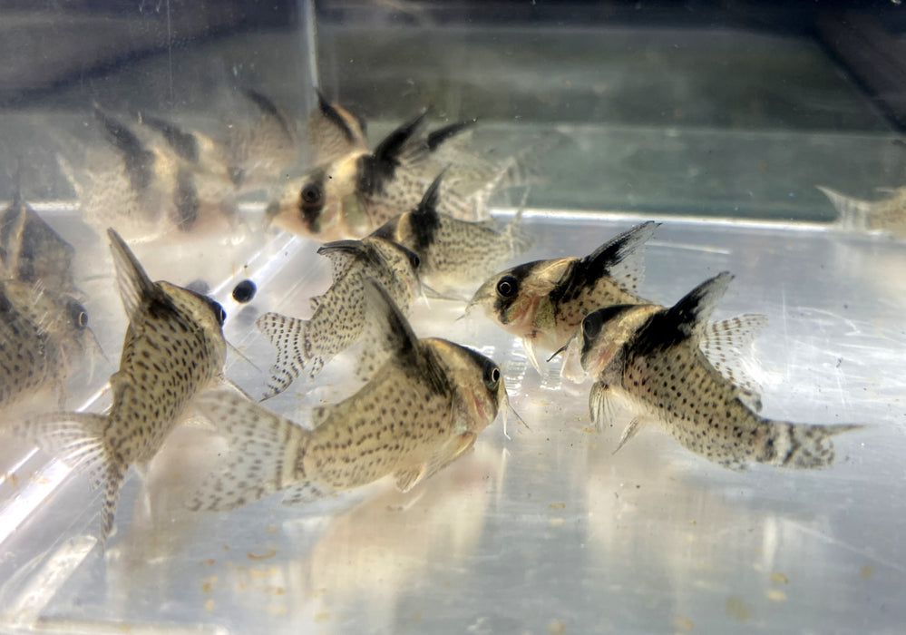 RARITÄT - CW27 High Fin - Schwarzsegel-Panzerwels - Corydoras brevirostris