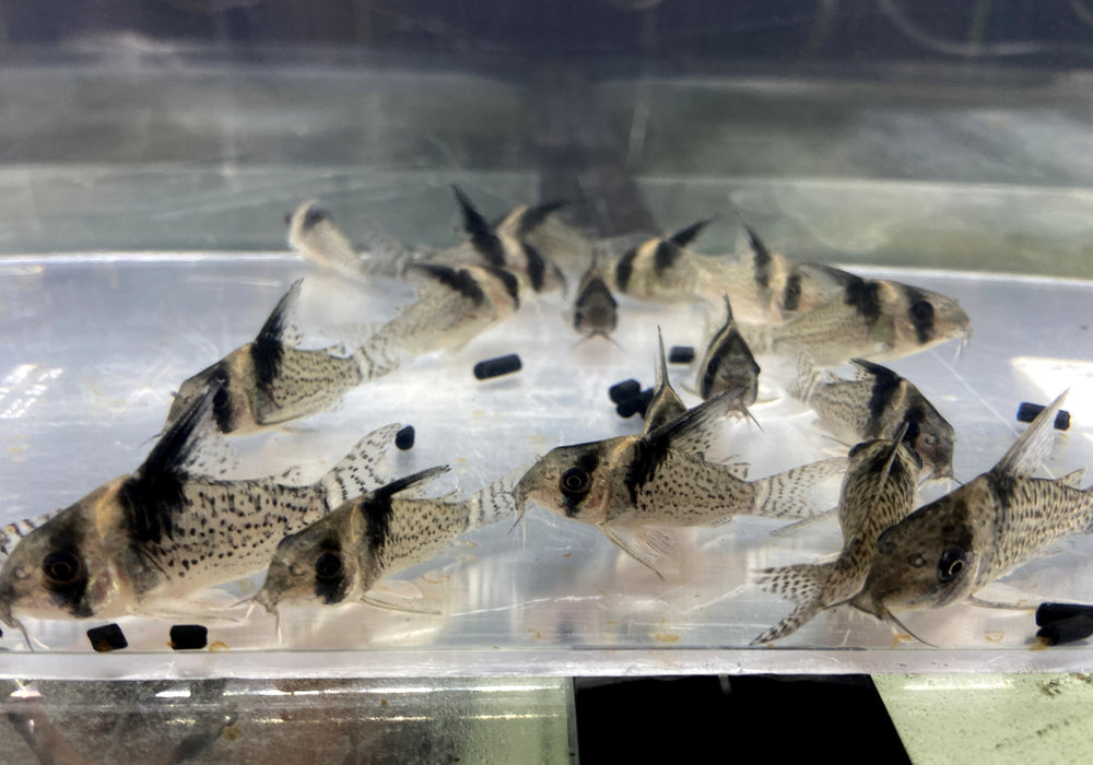 RARITÄT - CW27 High Fin - Schwarzsegel-Panzerwels - Corydoras brevirostris