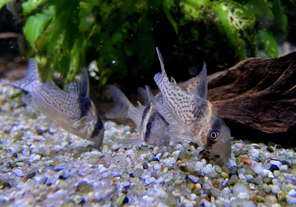 RARITÄT - CW27 High Fin - Schwarzsegel-Panzerwels - Corydoras brevirostris