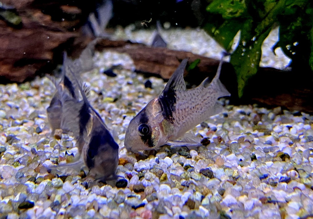RARITÄT - CW27 High Fin - Schwarzsegel-Panzerwels - Corydoras brevirostris