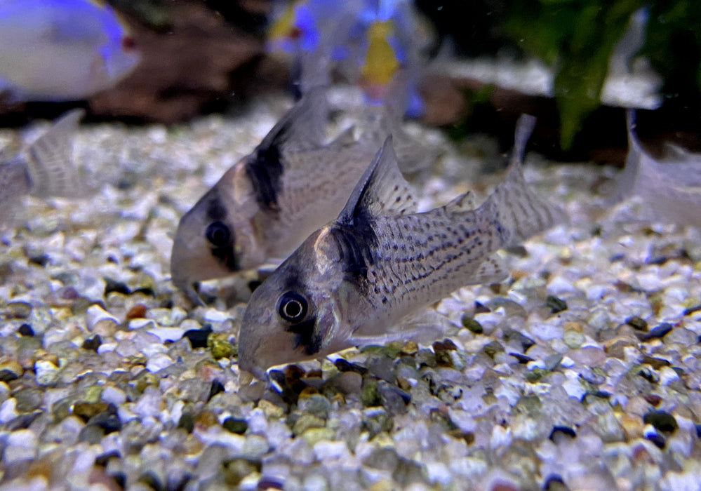 RARITÄT - CW27 High Fin - Schwarzsegel-Panzerwels - Corydoras brevirostris