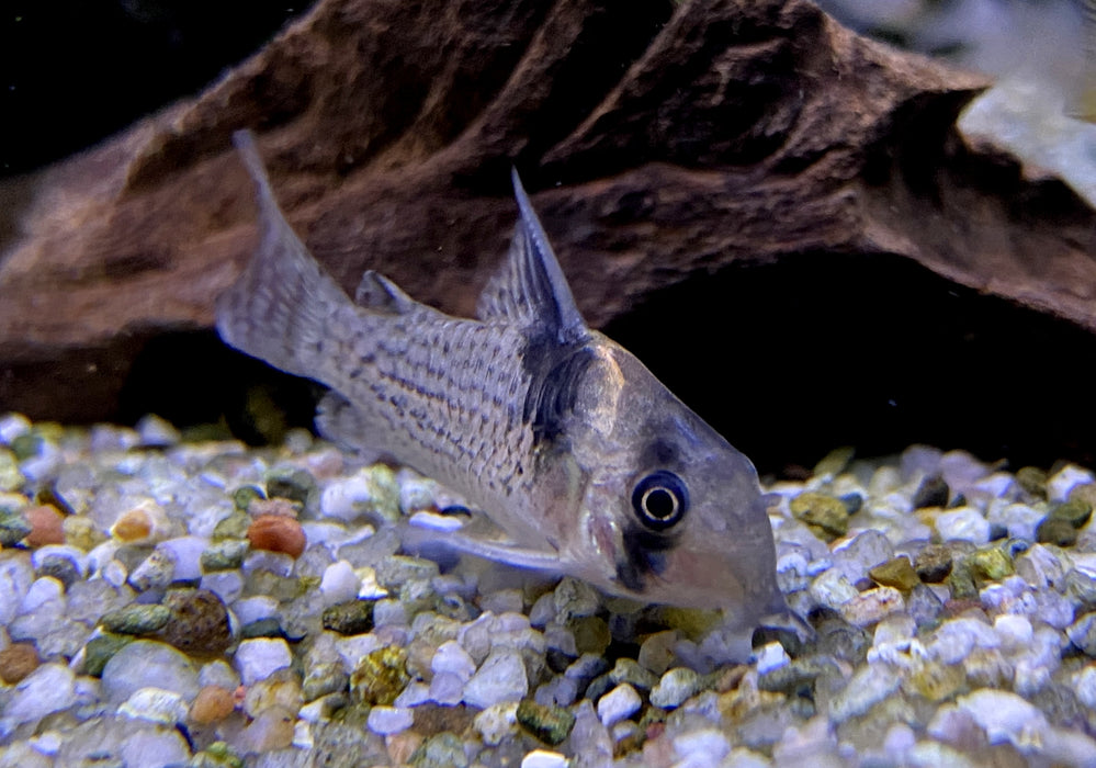 RARITÄT - CW27 High Fin - Schwarzsegel-Panzerwels - Corydoras brevirostris
