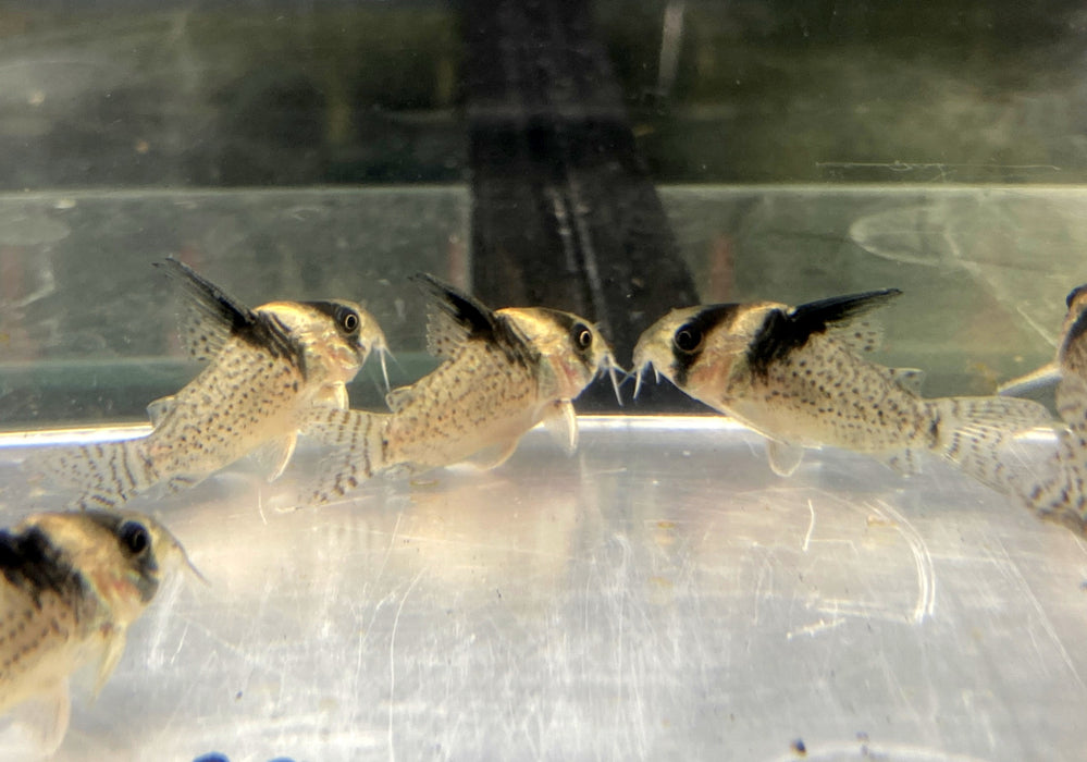 RARITÄT - CW27 High Fin - Schwarzsegel-Panzerwels - Corydoras brevirostris