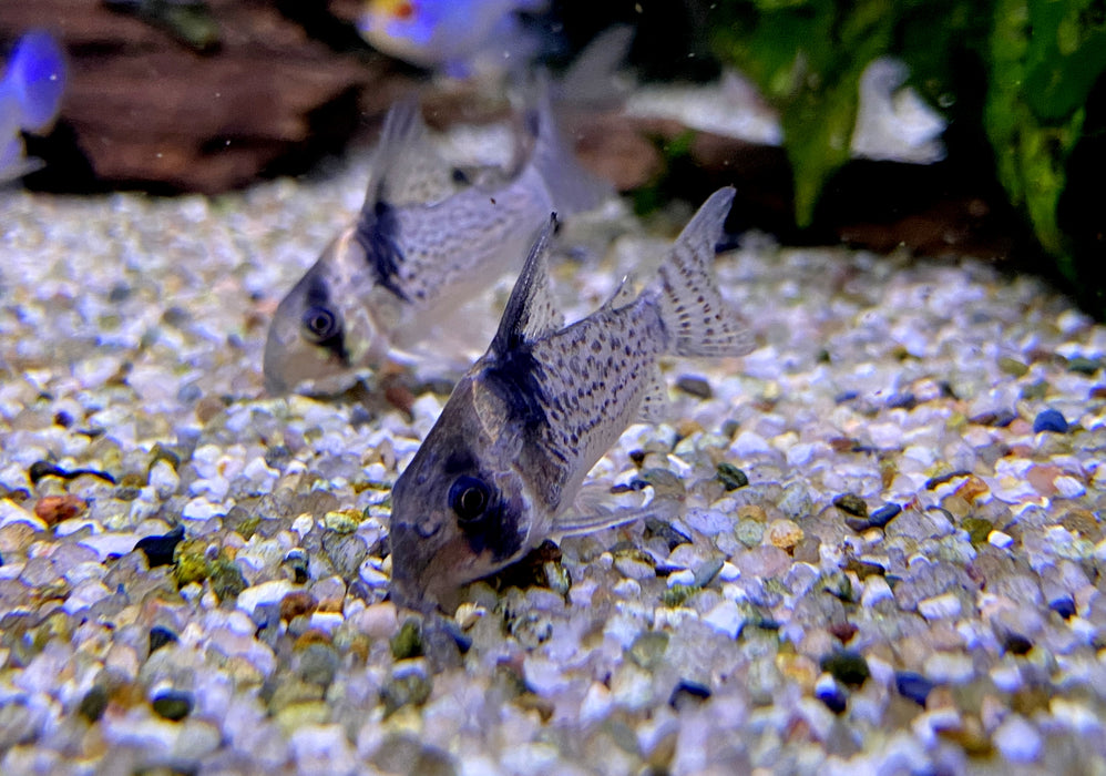 RARITÄT - CW27 High Fin - Schwarzsegel-Panzerwels - Corydoras brevirostris