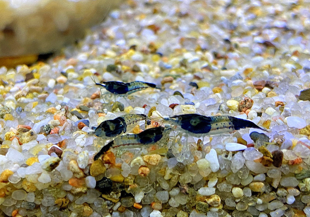 Carbon Rili  Blue Rili Zwerggarnele - Neocaridina davidi 'carbon rili'