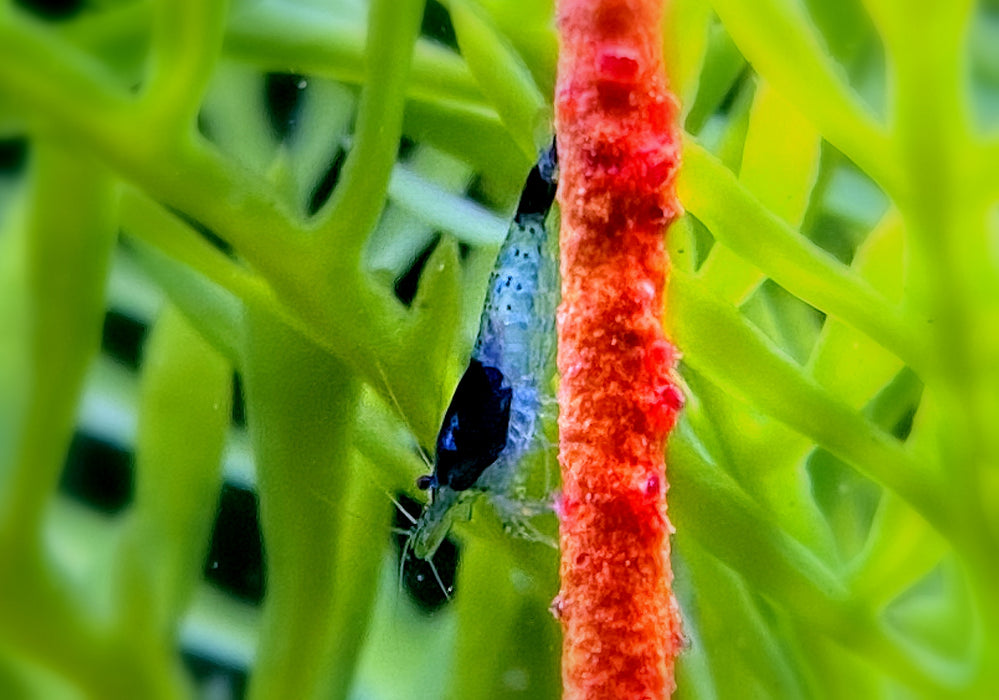 Carbon Rili  Blue Rili Zwerggarnele - Neocaridina davidi 'carbon rili'