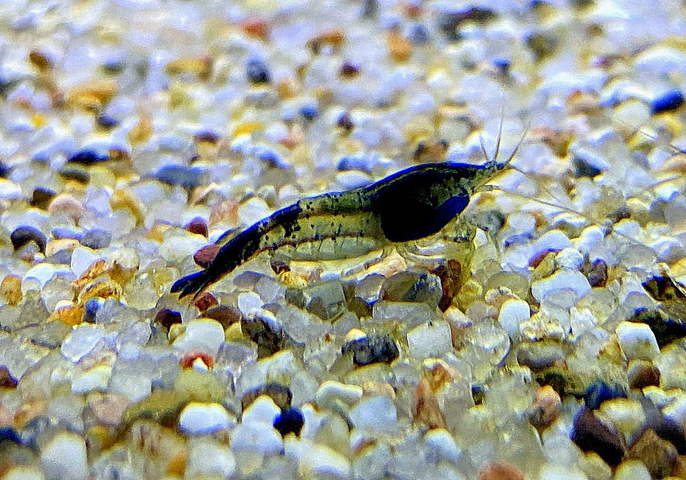 Carbon Rili  Blue Rili Zwerggarnele - Neocaridina davidi 'carbon rili'