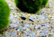 Carbon Rili  Blue Rili Zwerggarnele - Neocaridina davidi 'carbon rili'