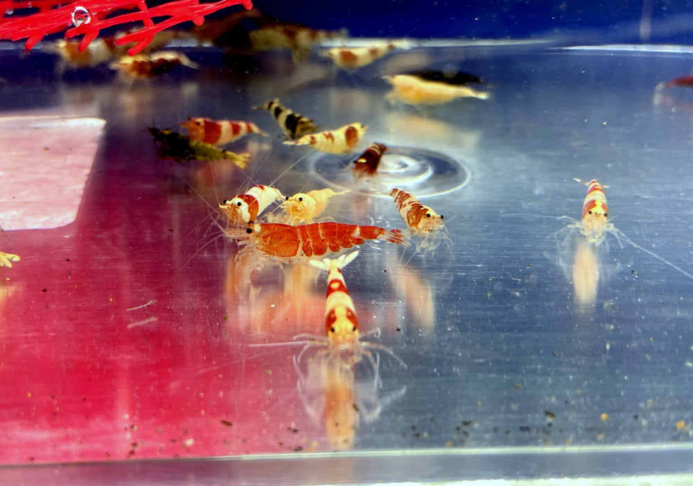 Caridina-Mix - Caridina sp.