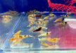 Caridina-Mix - Caridina sp.