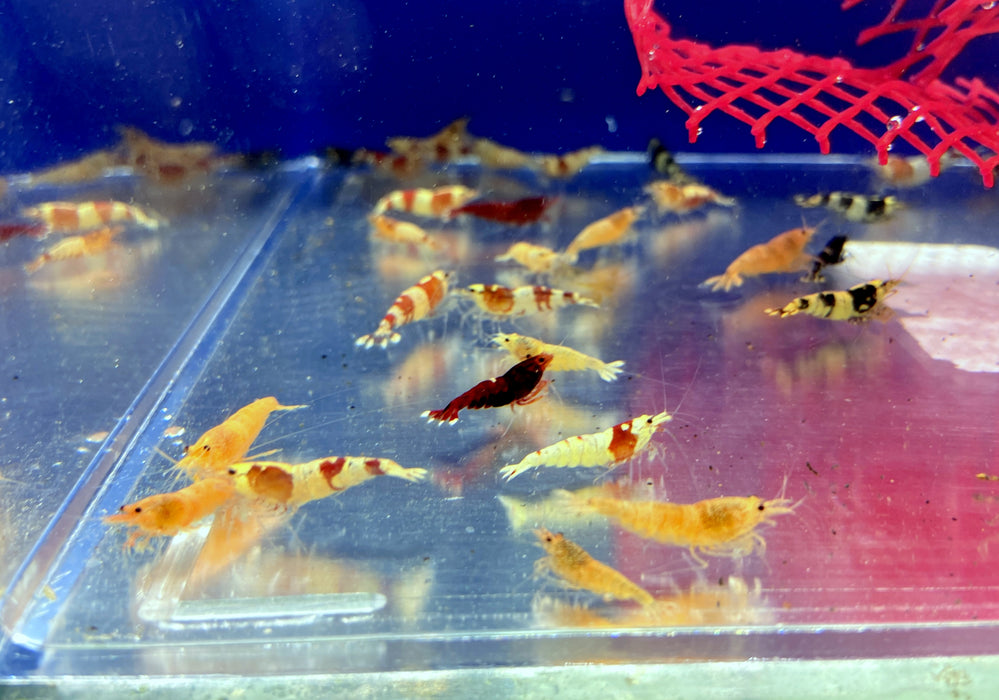 Caridina-Mix - Caridina sp.
