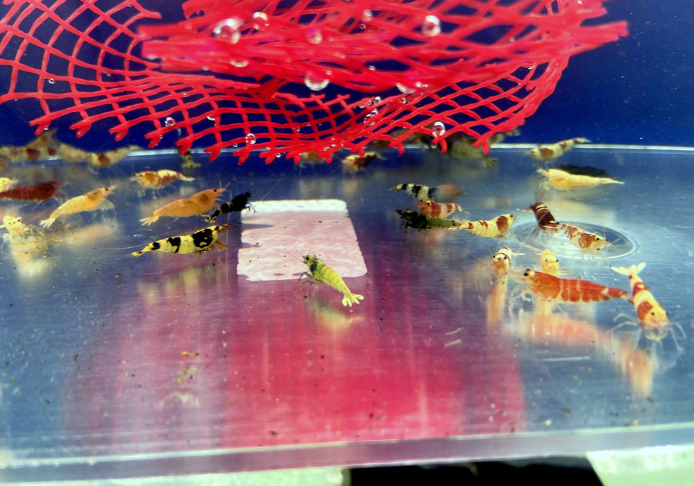 Caridina-Mix - Caridina sp.