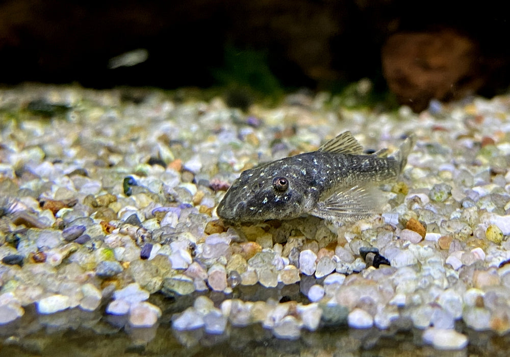 Ceara-Zwerg-Otocinclus - Parotocinclus cearensis