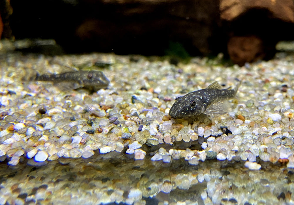 Ceara-Zwerg-Otocinclus - Parotocinclus cearensis