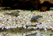Ceara-Zwerg-Otocinclus - Parotocinclus cearensis
