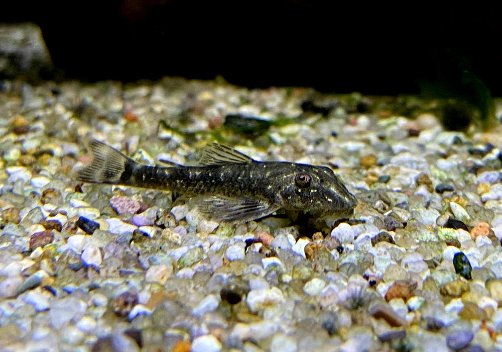 Ceara-Zwerg-Otocinclus - Parotocinclus cearensis