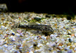 Ceara-Zwerg-Otocinclus - Parotocinclus cearensis