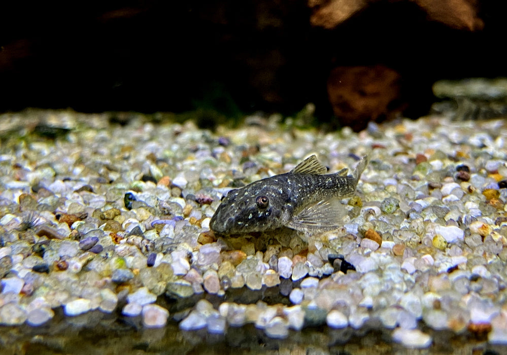 Ceara-Zwerg-Otocinclus - Parotocinclus cearensis