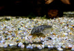 Ceara-Zwerg-Otocinclus - Parotocinclus cearensis