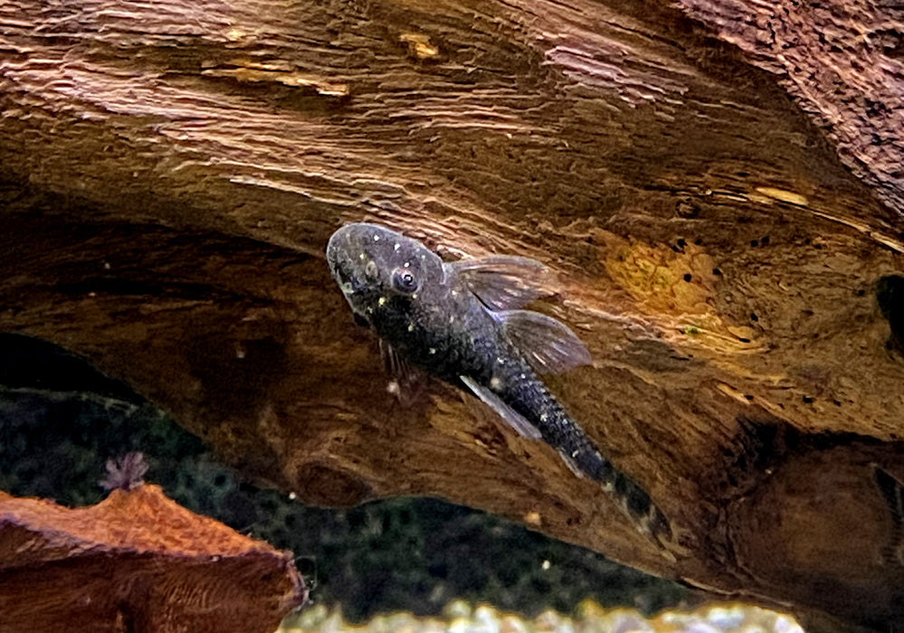 Ceara-Zwerg-Otocinclus - Parotocinclus cearensis