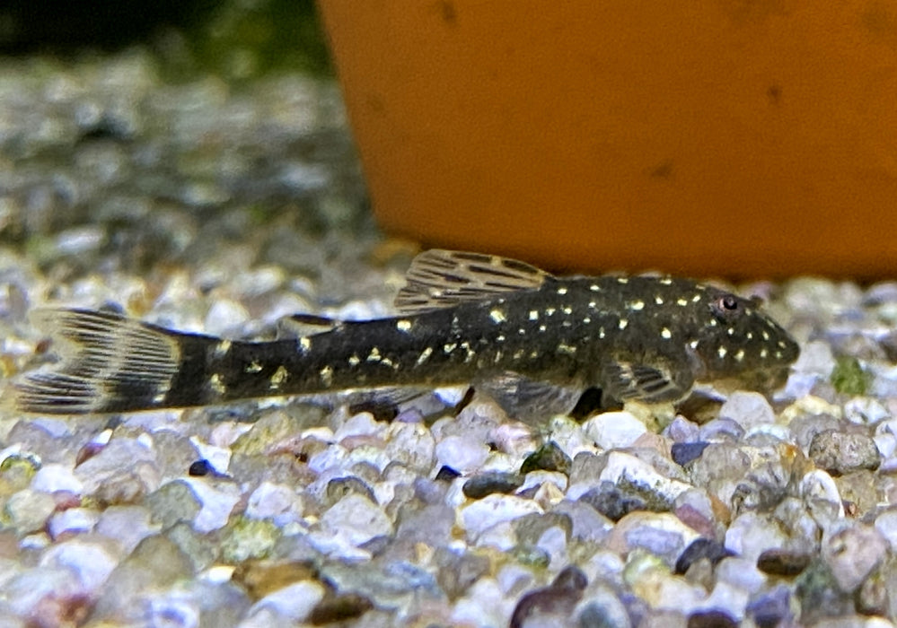 Ceara-Zwerg-Otocinclus - Parotocinclus cearensis